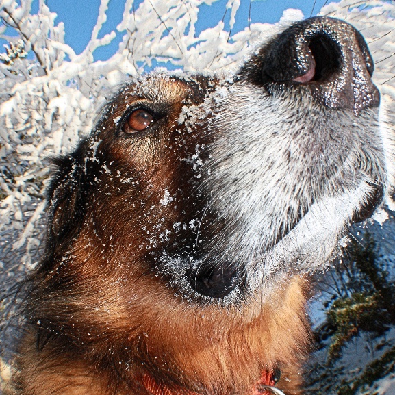 Drake in snow